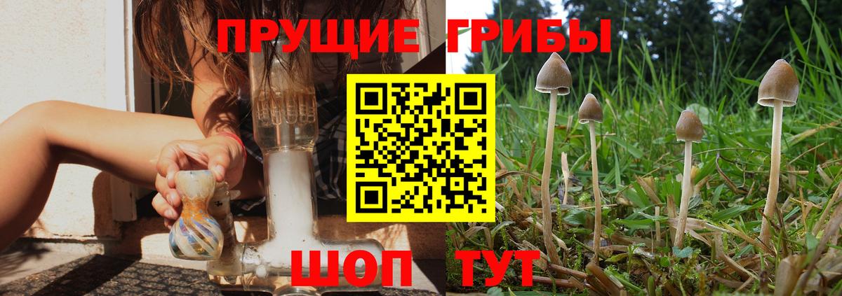 Гуково  Псилоцибиновые грибы Psilocybine cubensis  Вход с VPN 